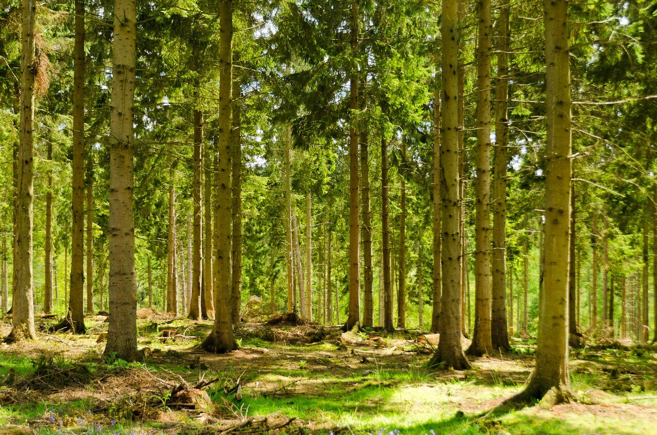 New Forest woodland and countryside in Hampshire